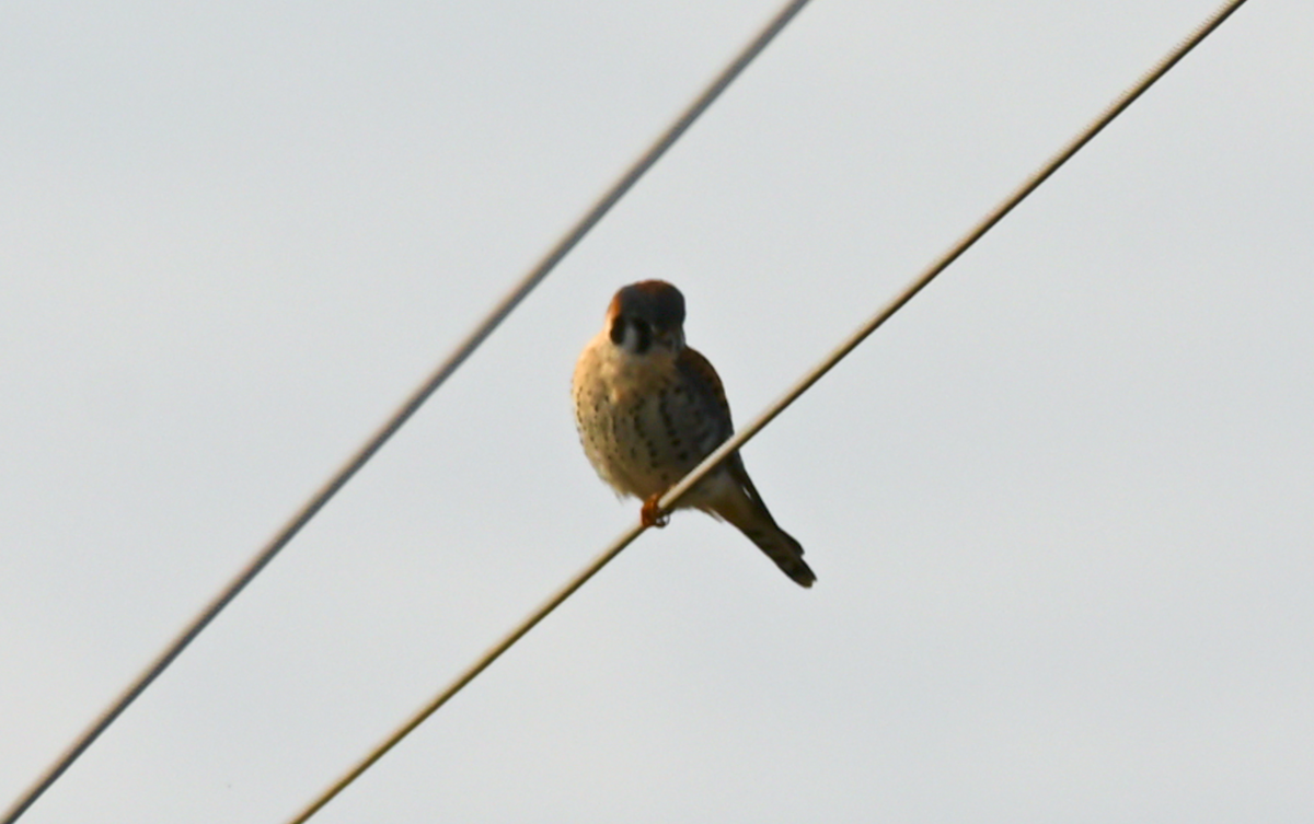 American Kestrel - ML614582269