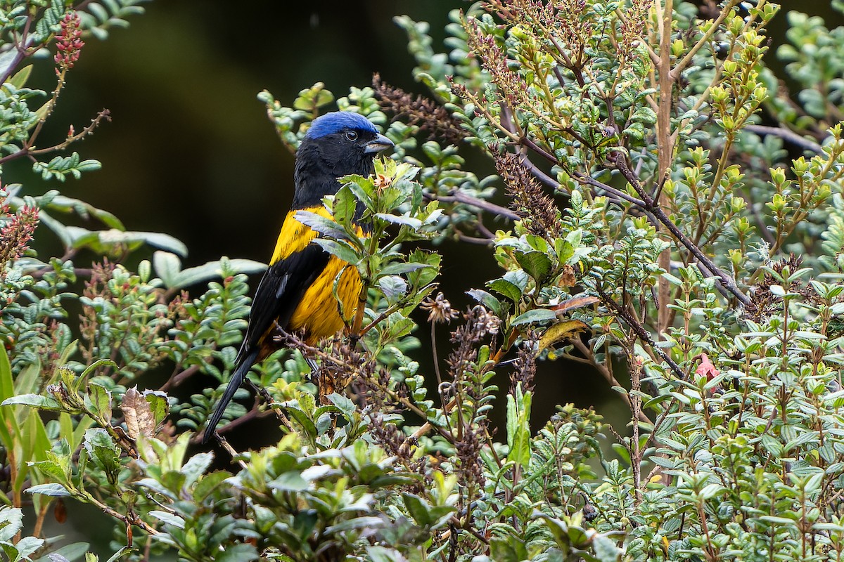 Golden-backed Mountain Tanager - Daniel López-Velasco | Ornis Birding Expeditions