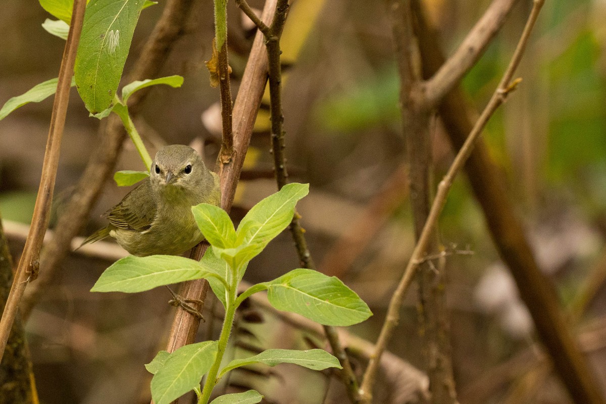 Orange-crowned Warbler - Nancy Clermont