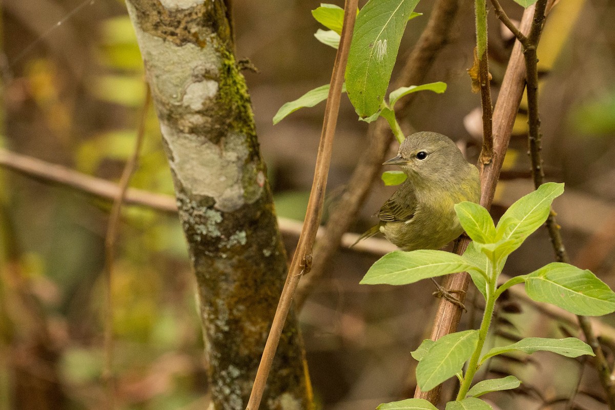 Orange-crowned Warbler - Nancy Clermont