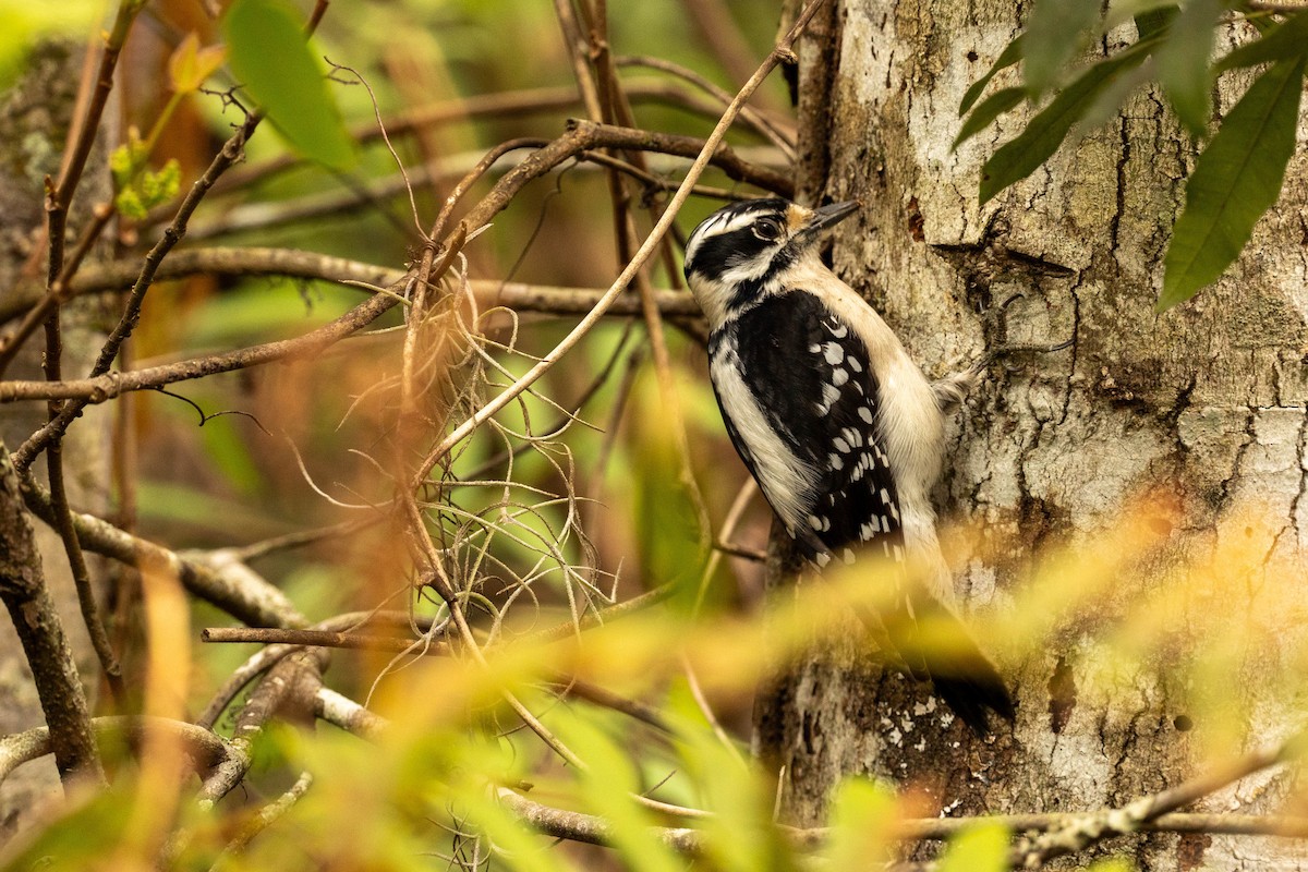 Downy Woodpecker - ML614582300