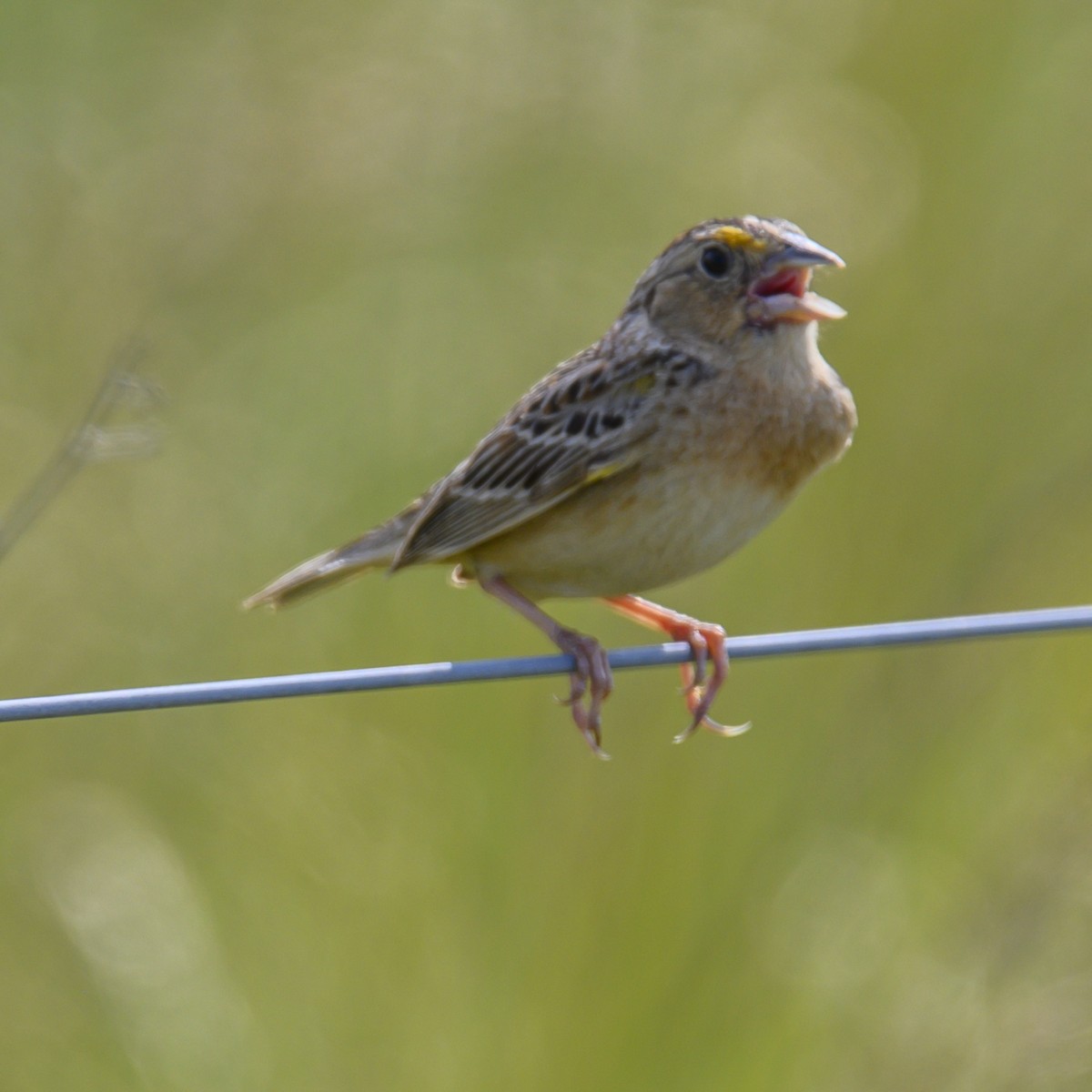 Grasshopper Sparrow - ML614582325