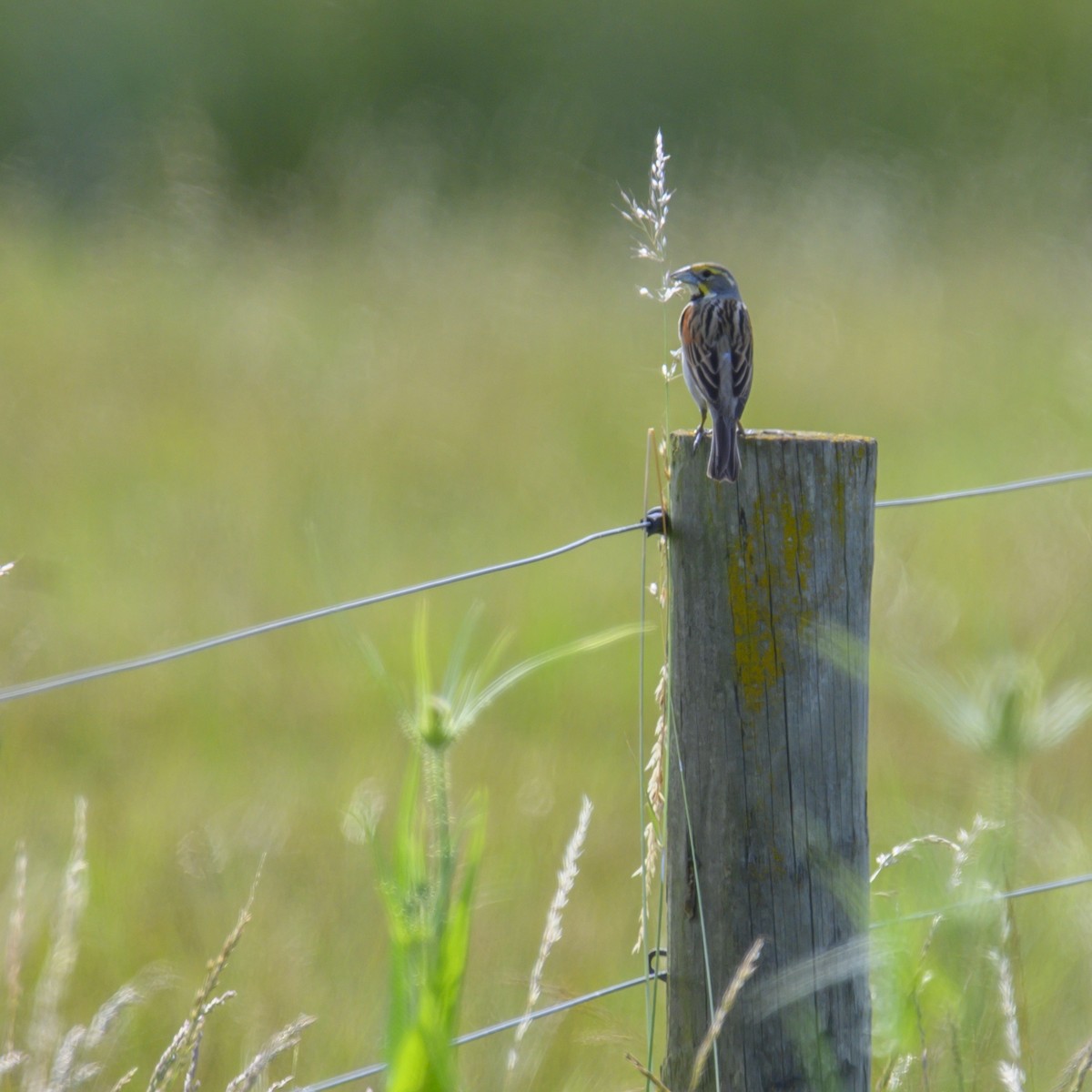 Dickcissel - ML614582344