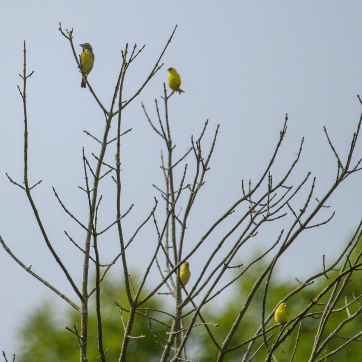 American Goldfinch - ML614582355