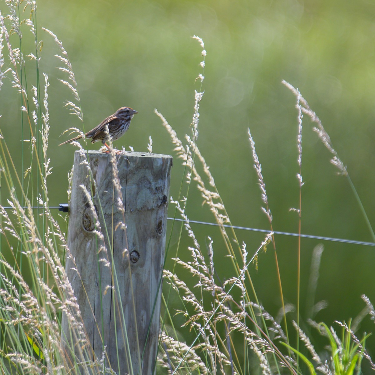 Song Sparrow - ML614582373