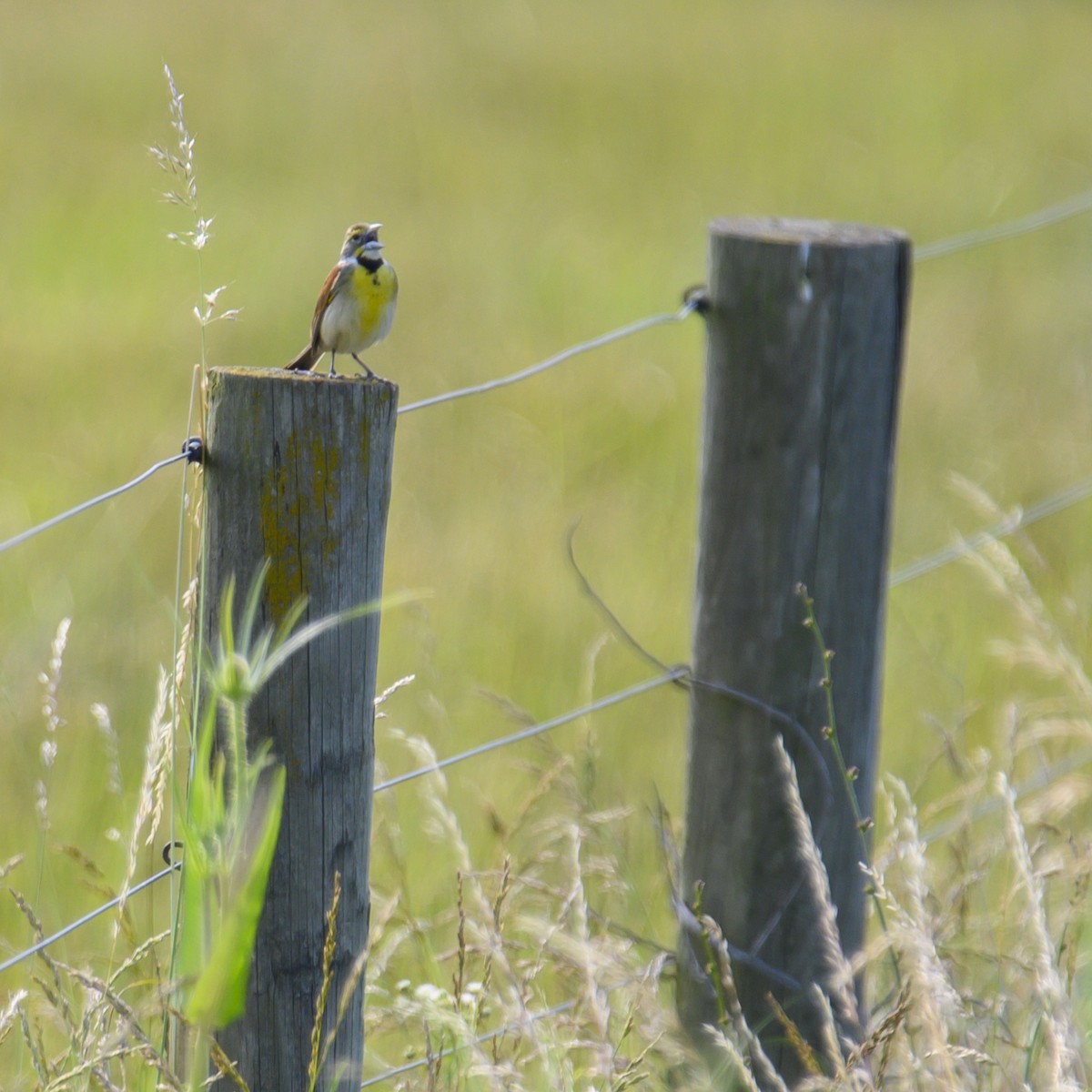 Dickcissel - ML614582381