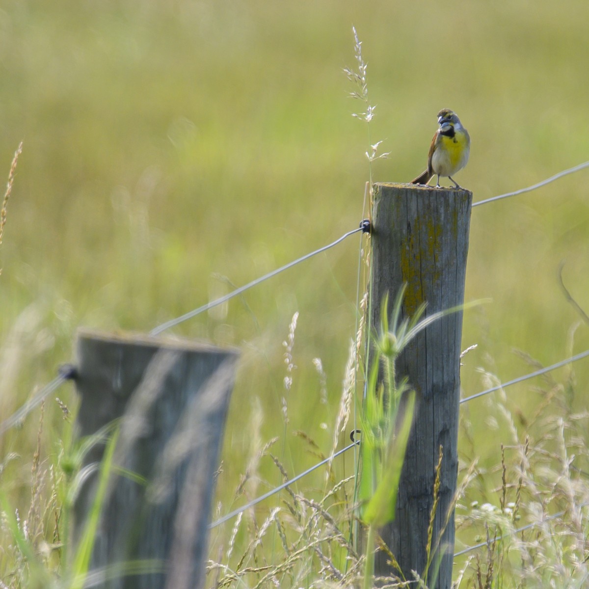 Dickcissel d'Amérique - ML614582390