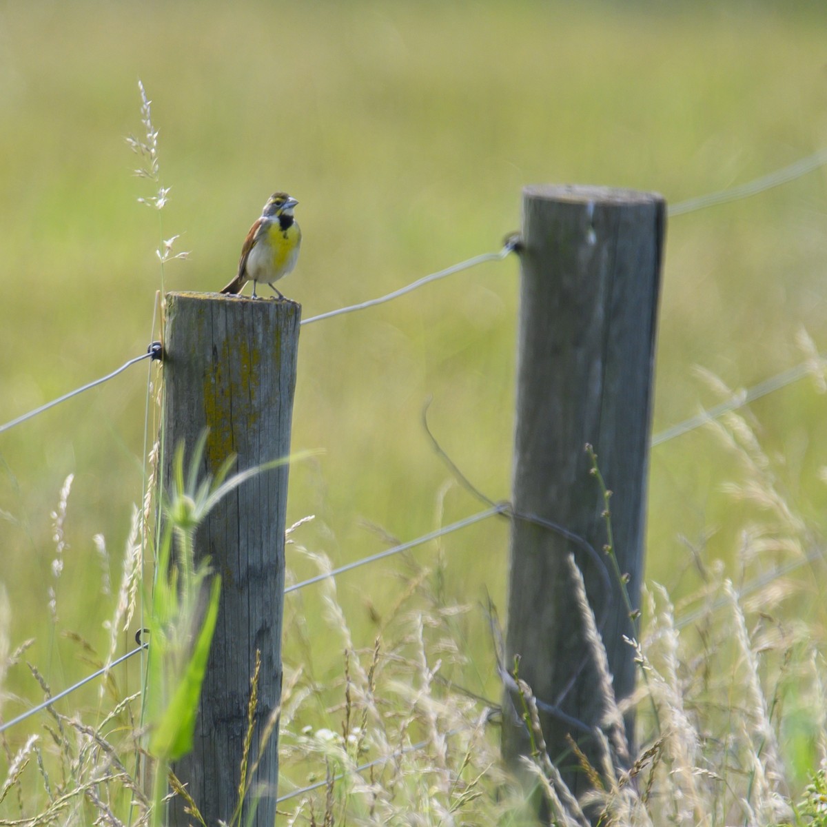 Dickcissel d'Amérique - ML614582391