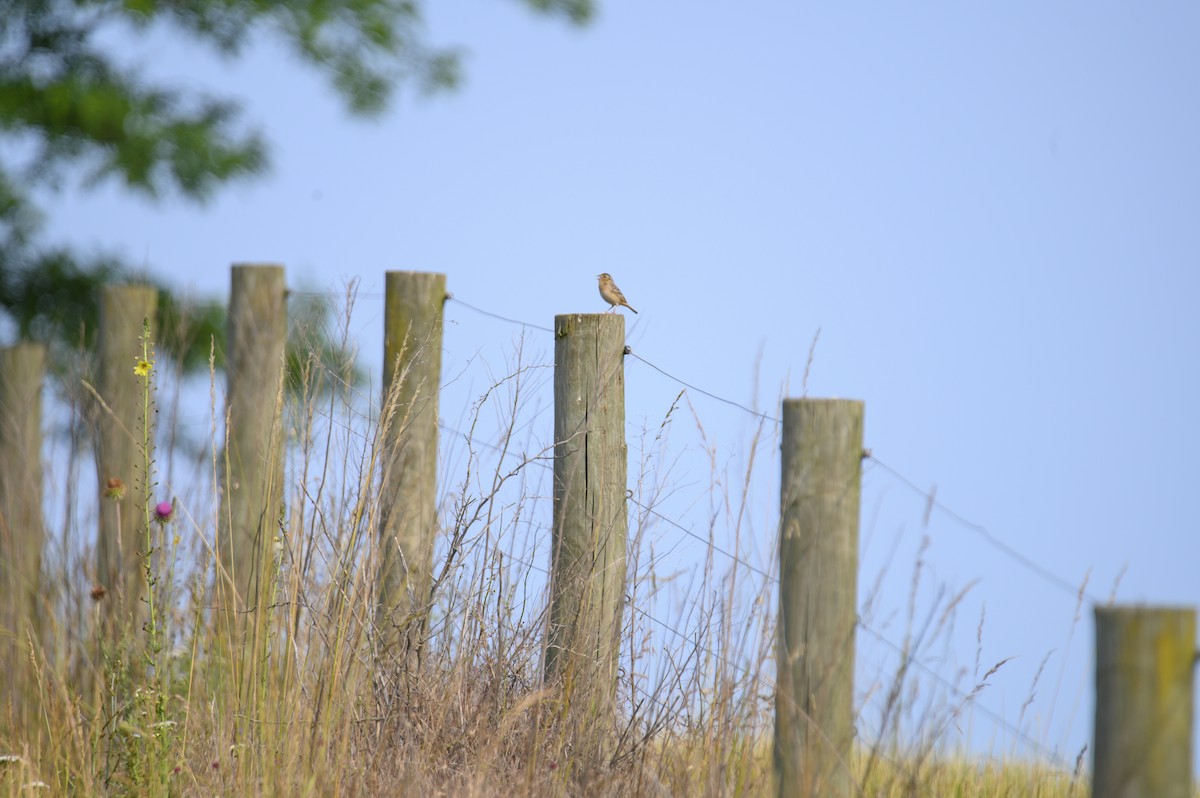 Grasshopper Sparrow - ML614582407