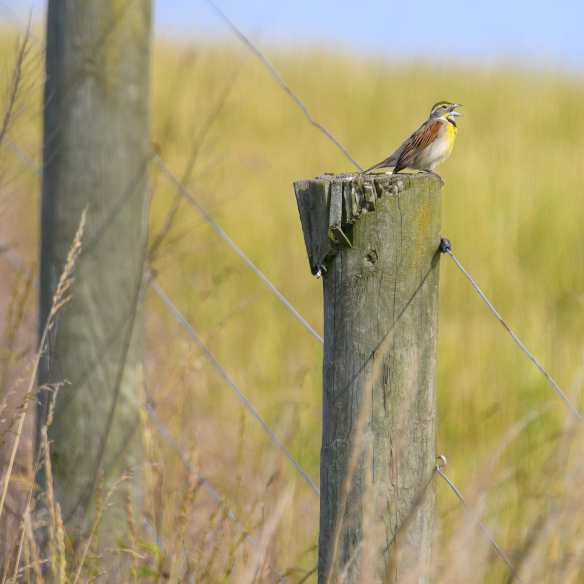 Dickcissel d'Amérique - ML614582411