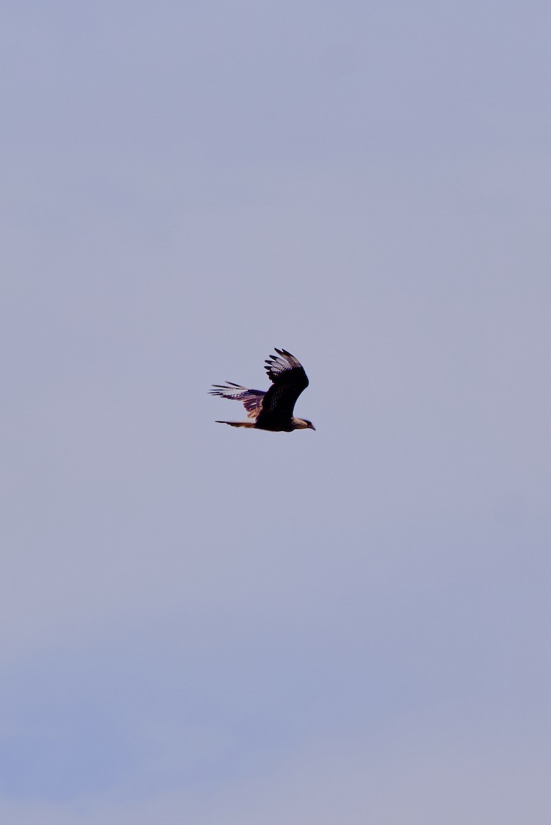 Caracara huppé (plancus) - ML614582417