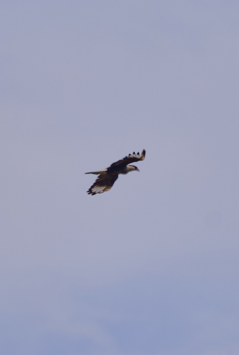 Crested Caracara (Southern) - ML614582418