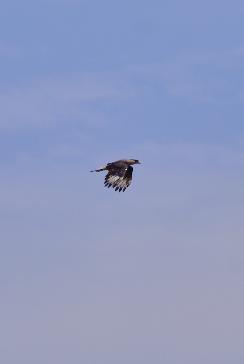 Crested Caracara (Southern) - ML614582420