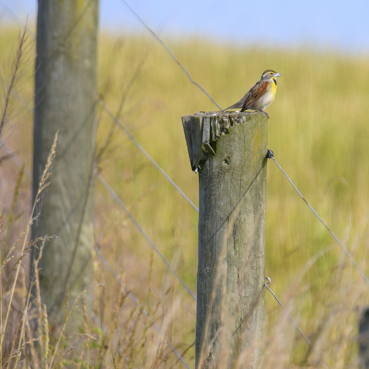 Dickcissel d'Amérique - ML614582422