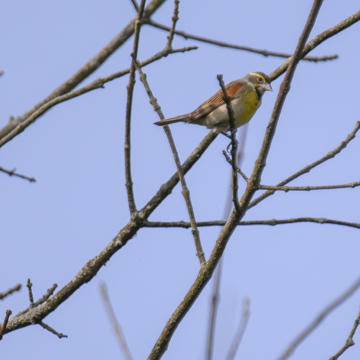 Dickcissel d'Amérique - ML614582435