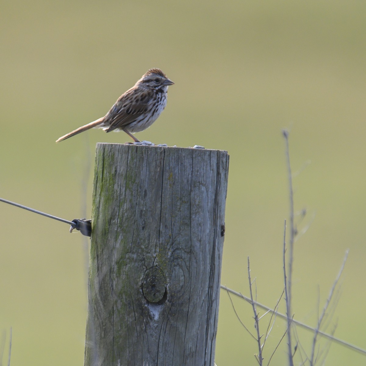 Song Sparrow - ML614582441