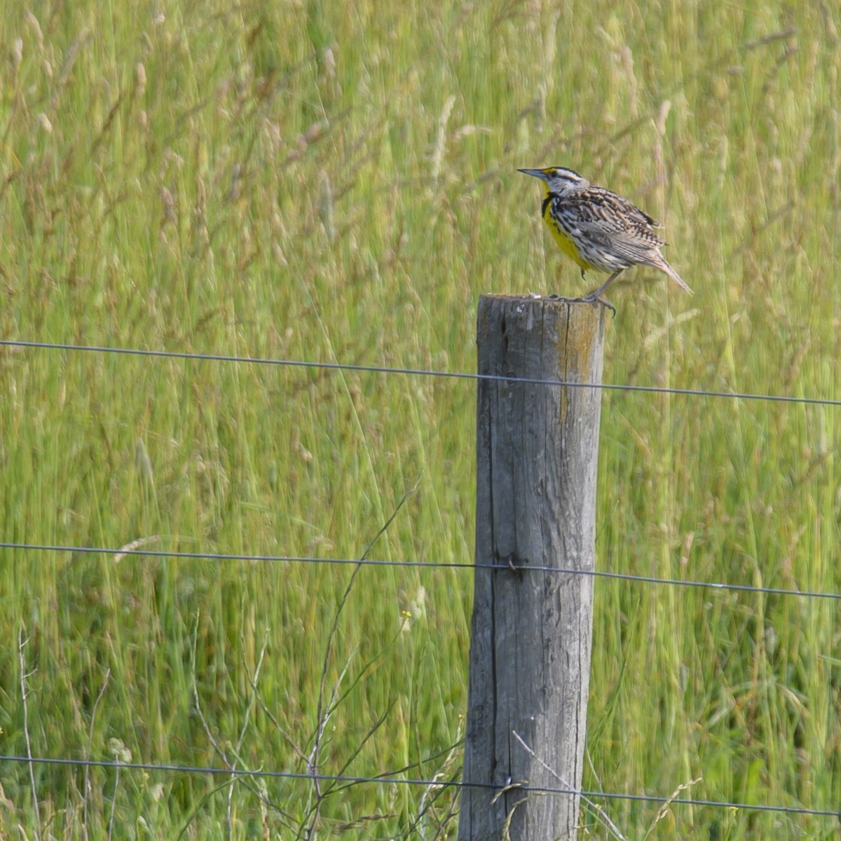 Eastern Meadowlark - ML614582450