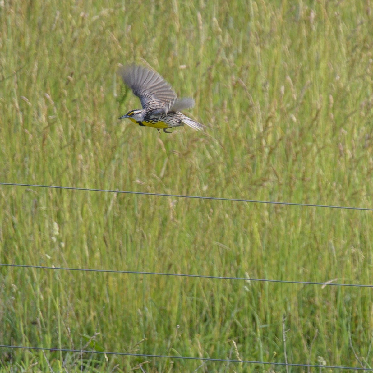 Eastern Meadowlark - ML614582451