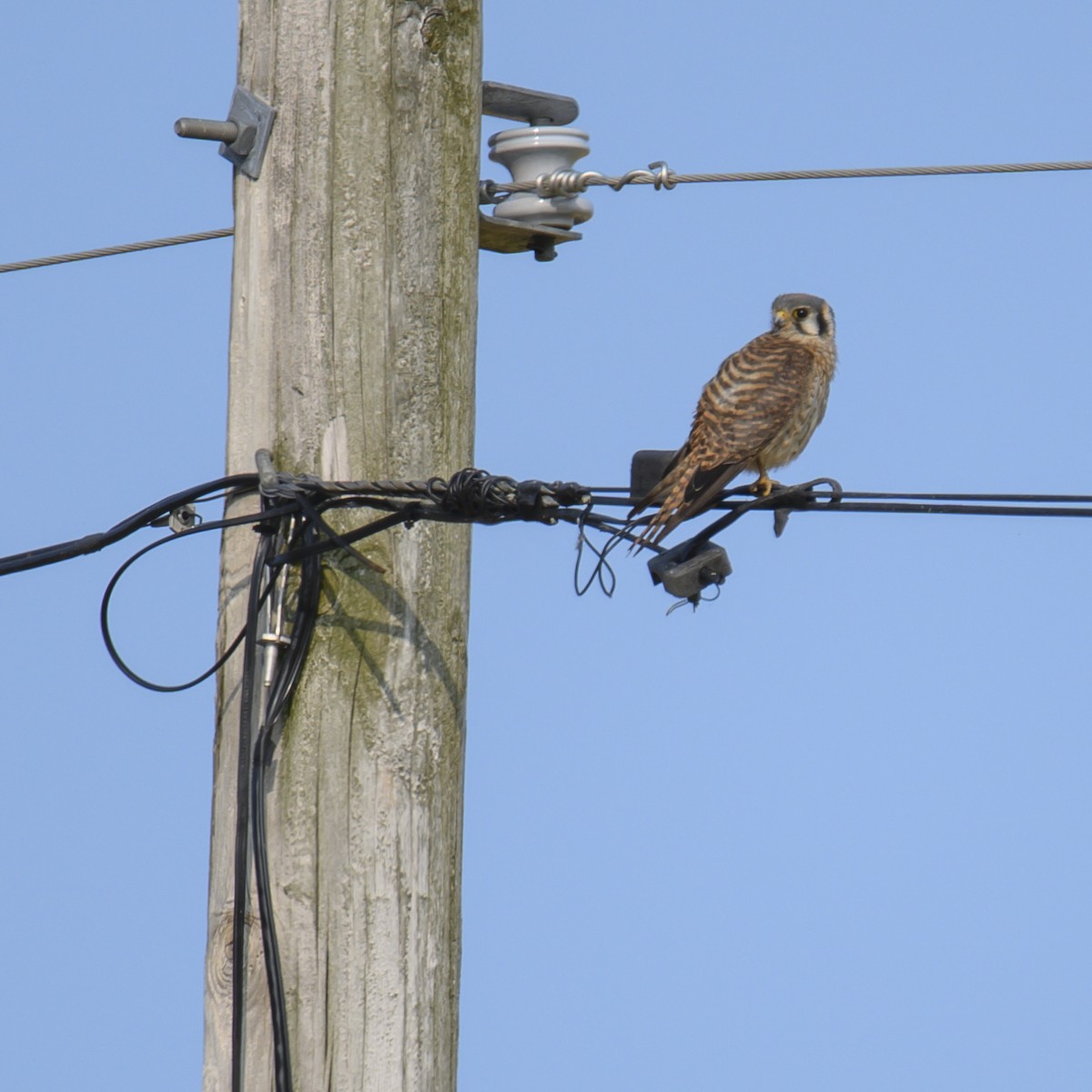 American Kestrel - ML614582469