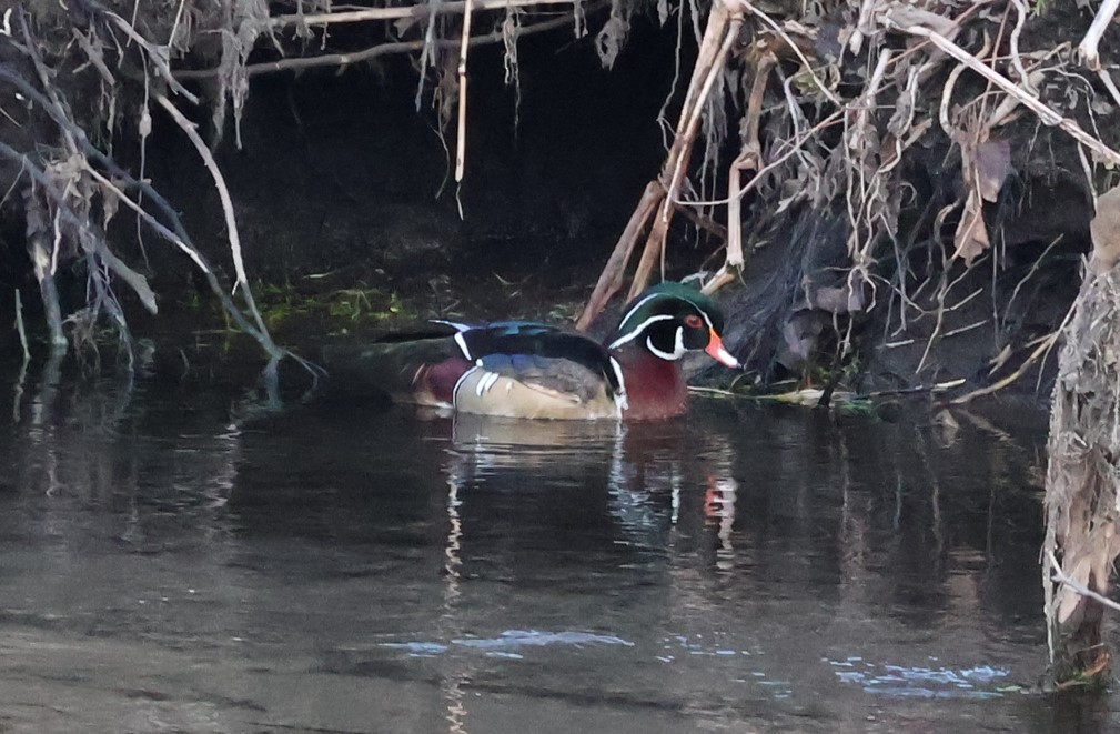 Anatra sposa - ML614582475