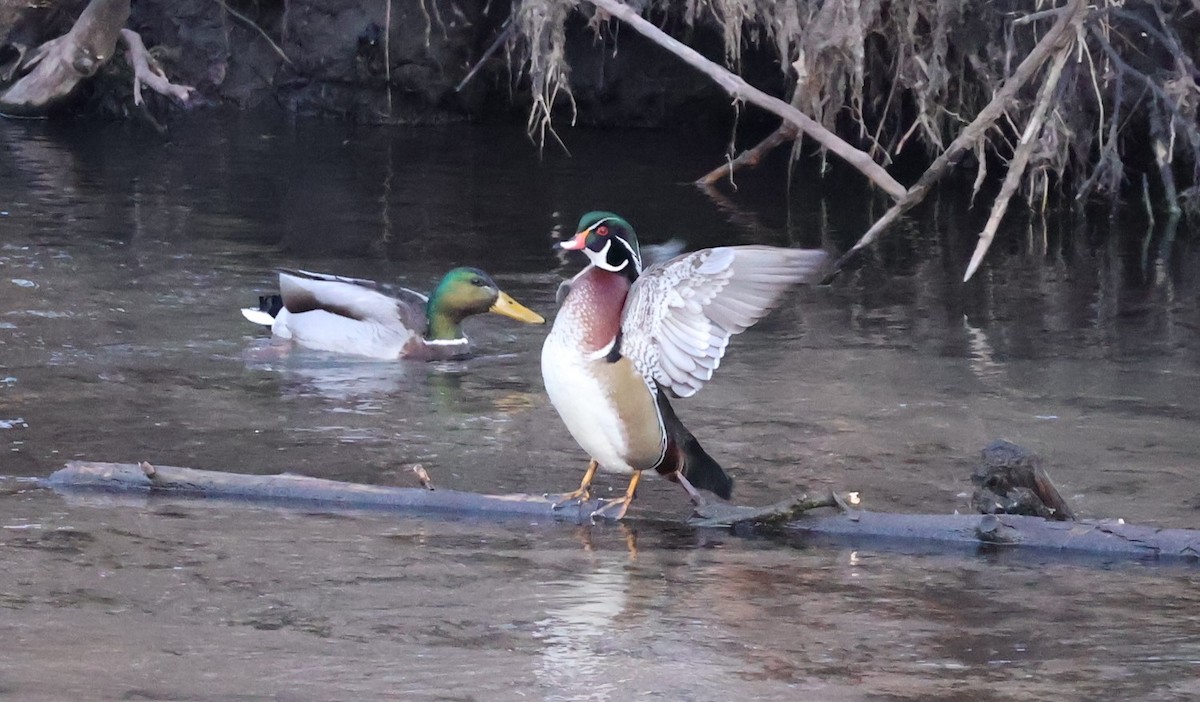 Anatra sposa - ML614582500