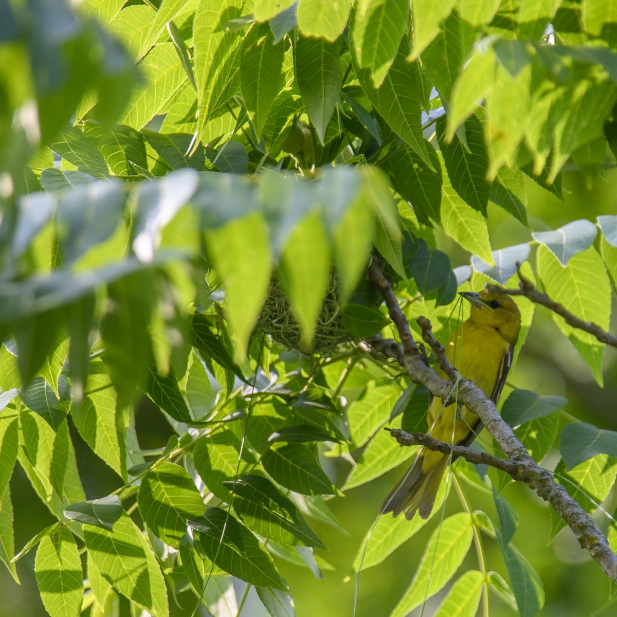 Orchard Oriole - ML614582502