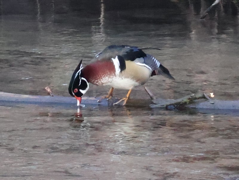 Anatra sposa - ML614582528