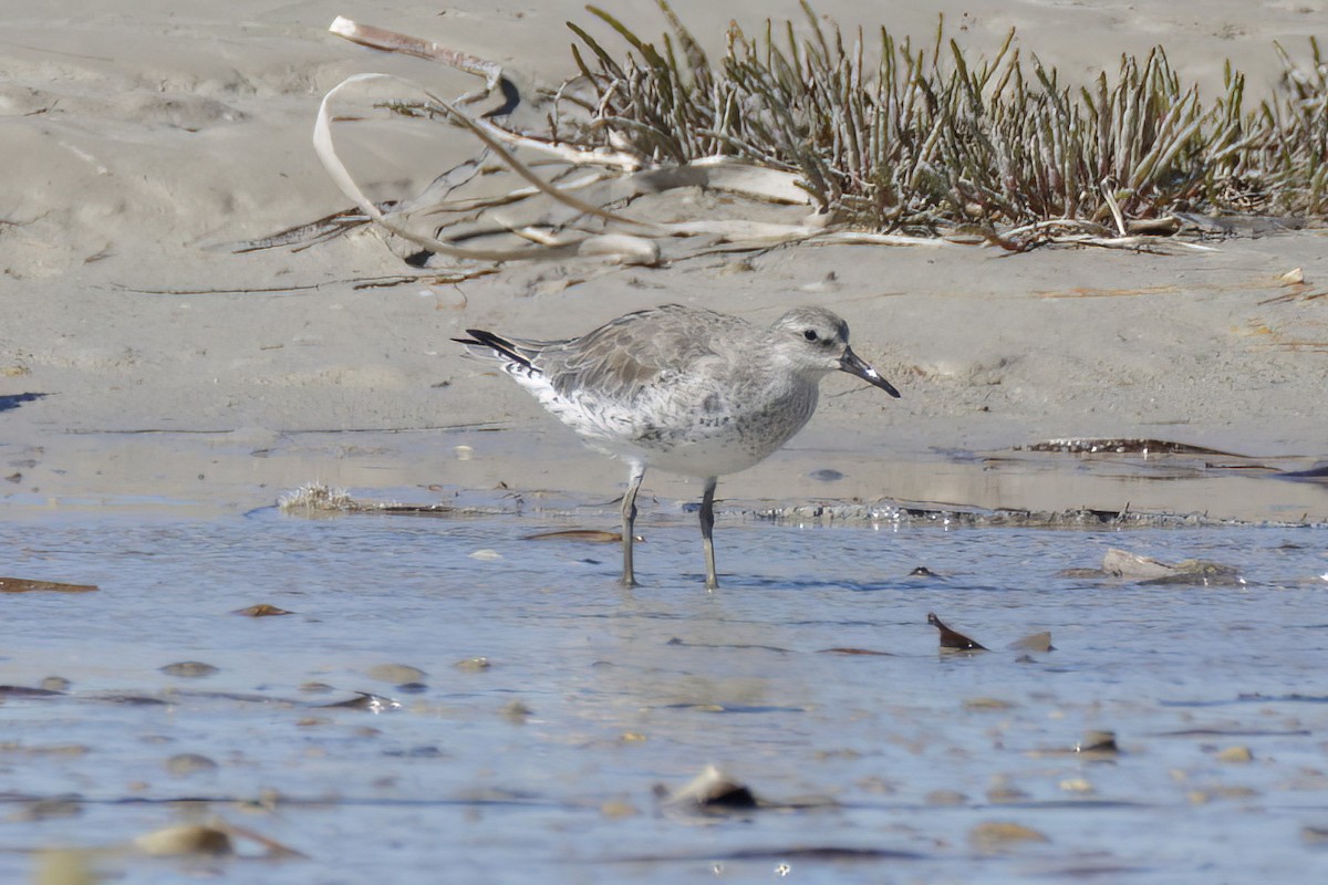 Red Knot - ML614582610