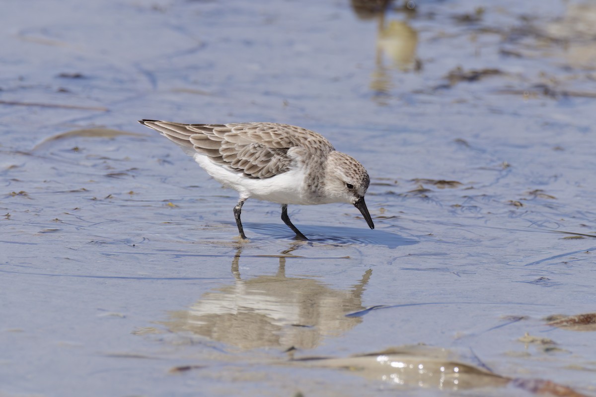 Red-necked Stint - ML614582661