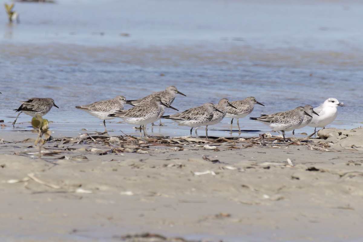 Great Knot - ML614582729