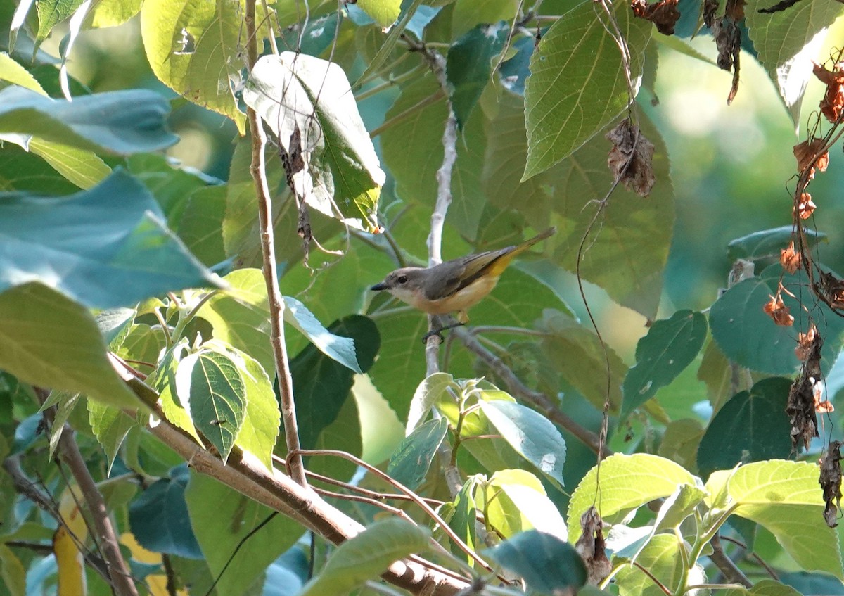 Fawn-breasted Whistler - ML614582734