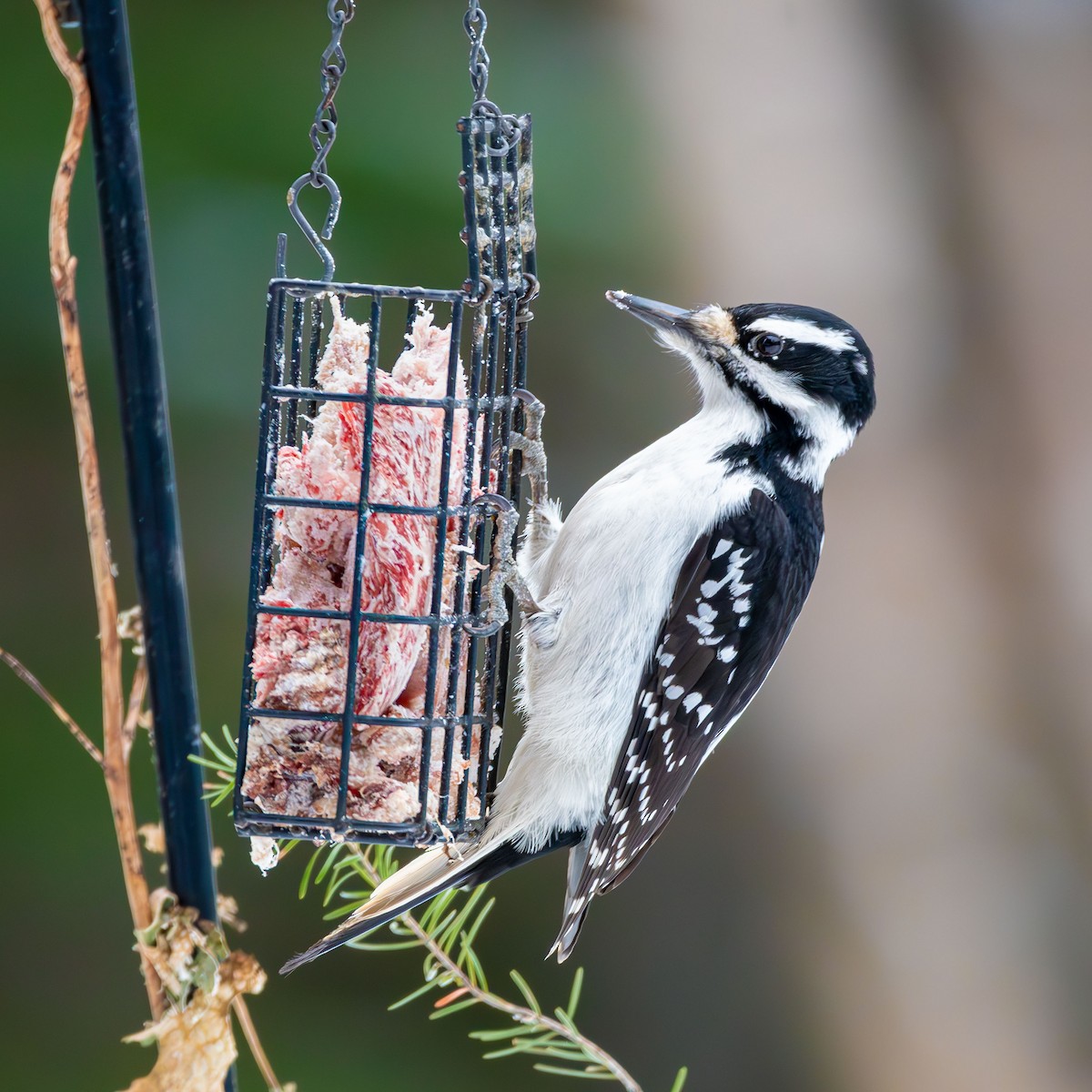 Hairy Woodpecker - ML614582755