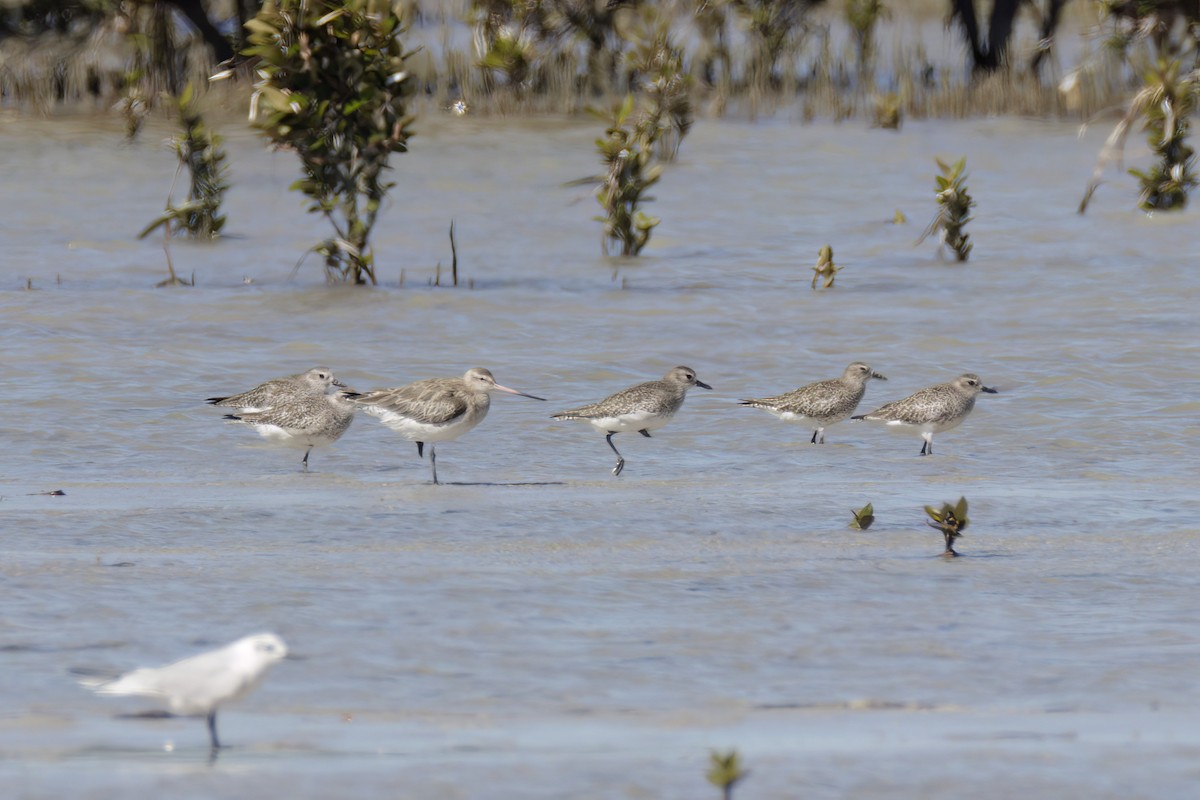 Black-bellied Plover - ML614582772