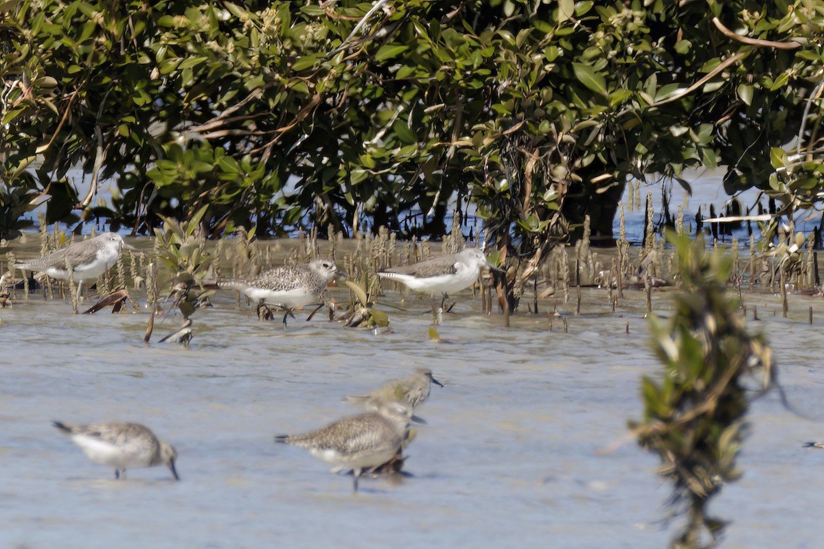 Common Greenshank - ML614582836