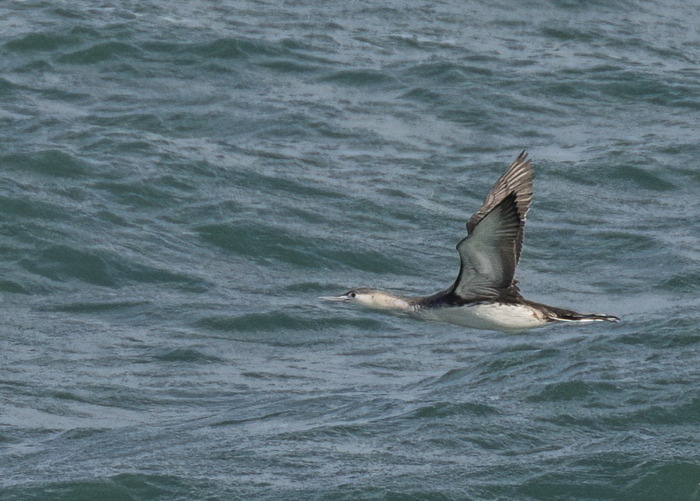 Red-throated Loon - ML614582901