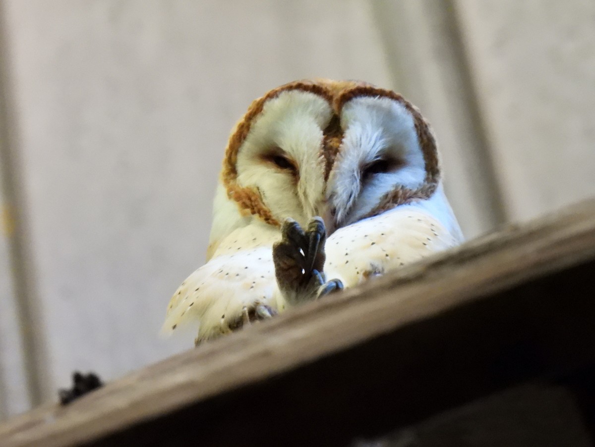 Barn Owl - ML614582910