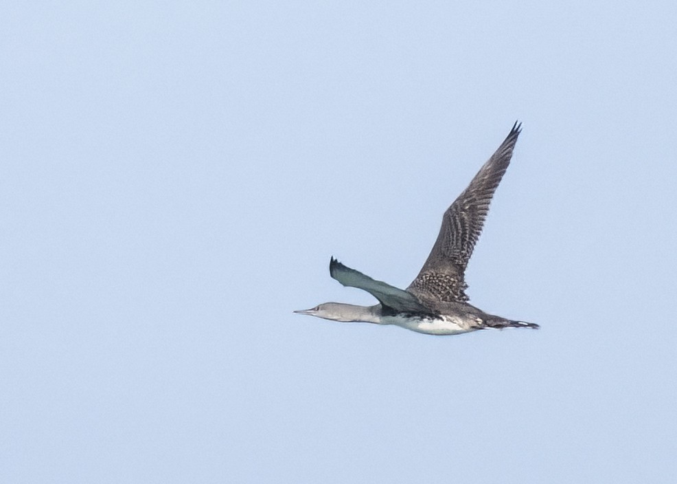 Red-throated Loon - ML614582912