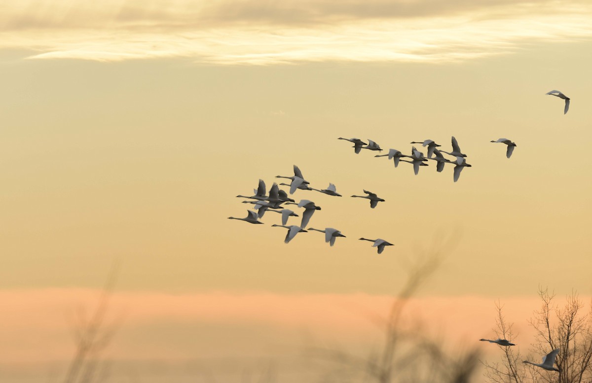 Tundra Swan - Rich Ashcraft