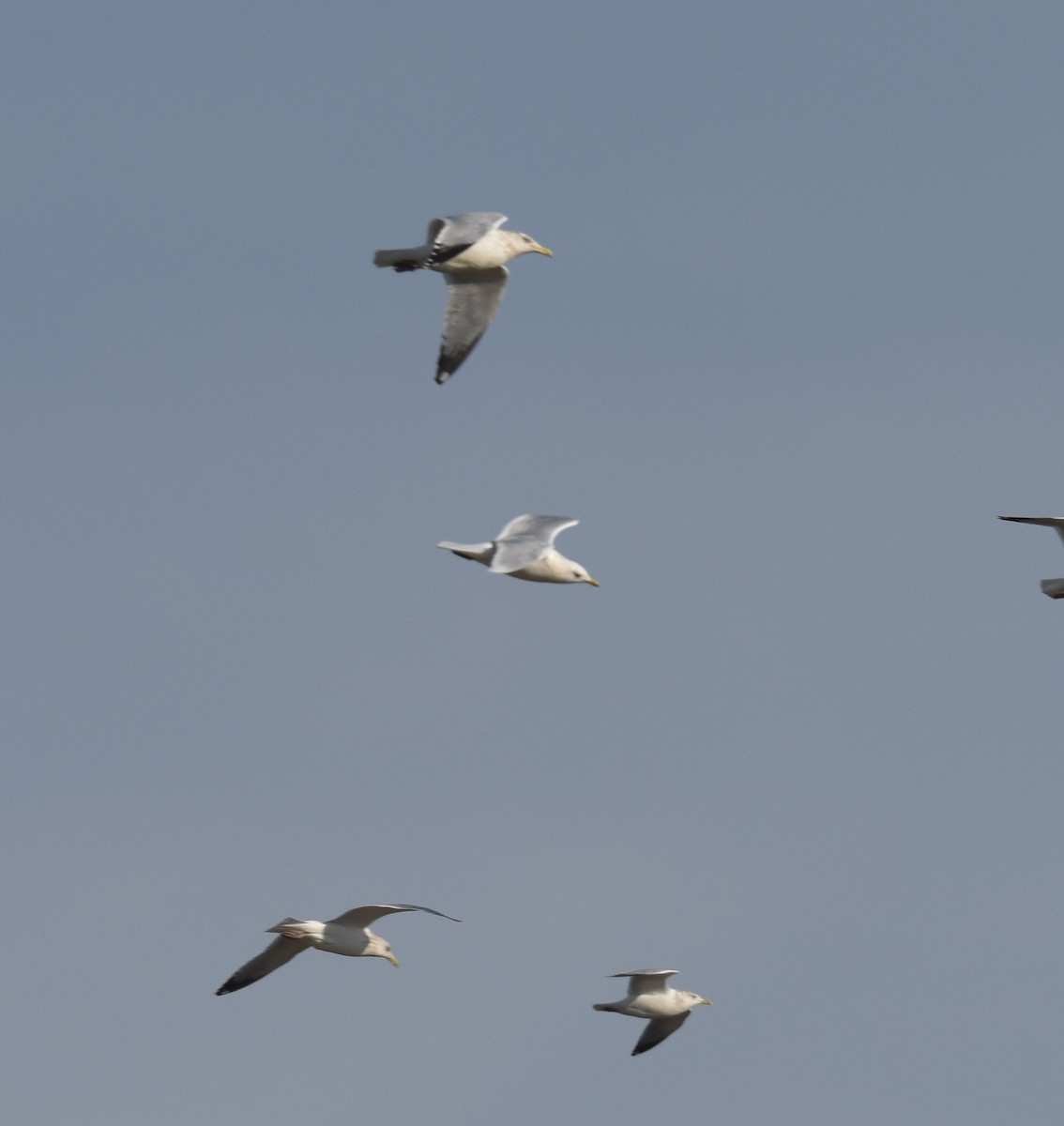 Iceland Gull - ML614582964