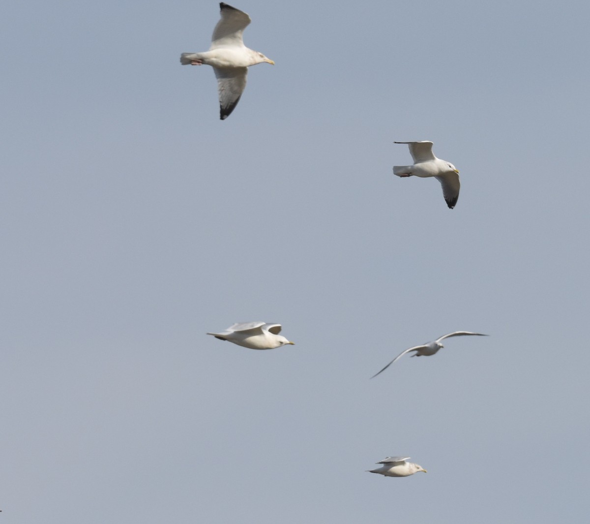 Iceland Gull - ML614582981