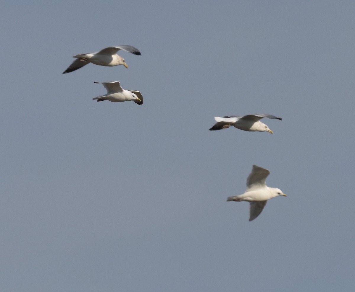 Iceland Gull - ML614582996