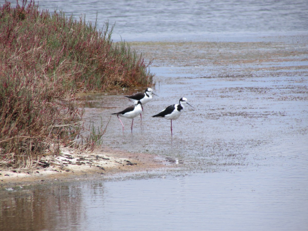 Black-necked Stilt - ML614583004