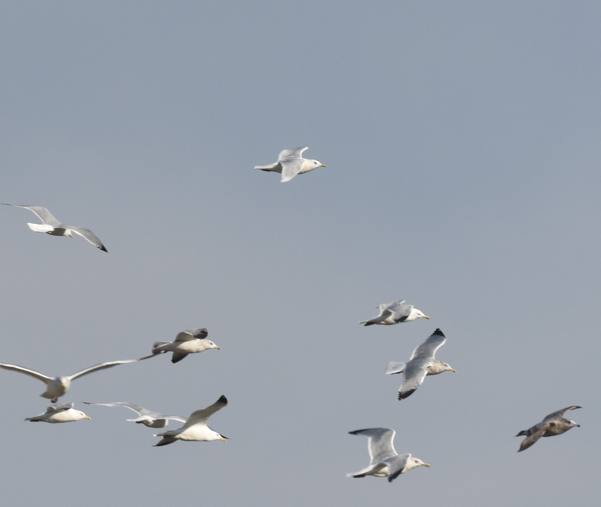 Iceland Gull - ML614583021