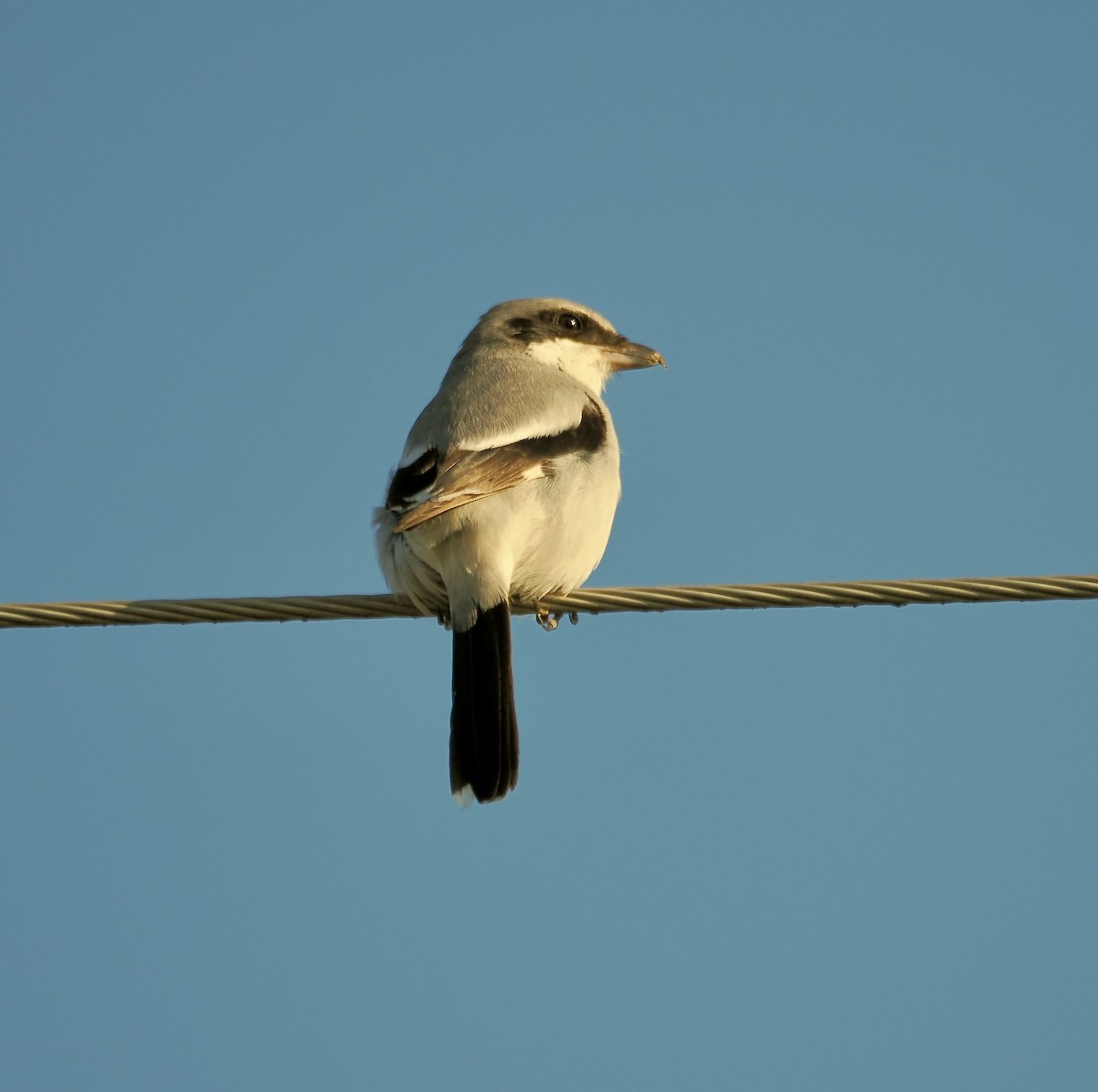 Loggerhead Shrike - ML614583042