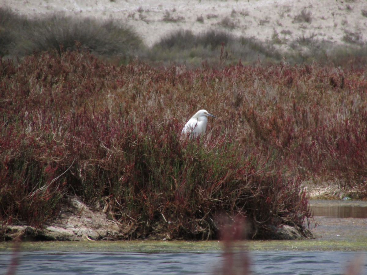 Snowy Egret - José Pablo Flores Madariaga