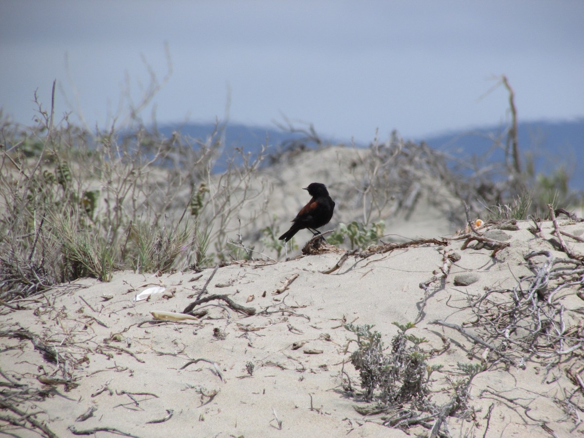 Negrito Austral - ML614583126