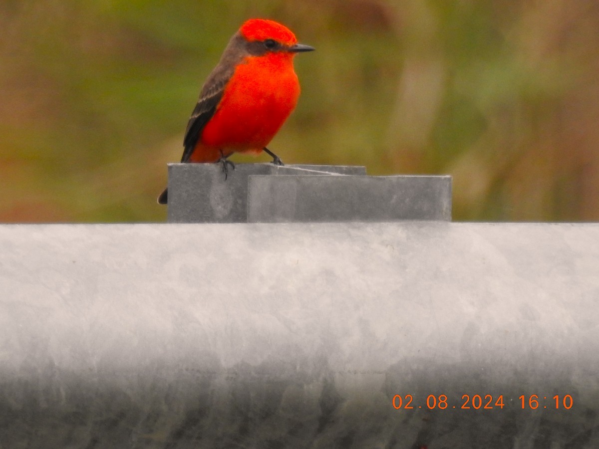 Vermilion Flycatcher - ML614583137