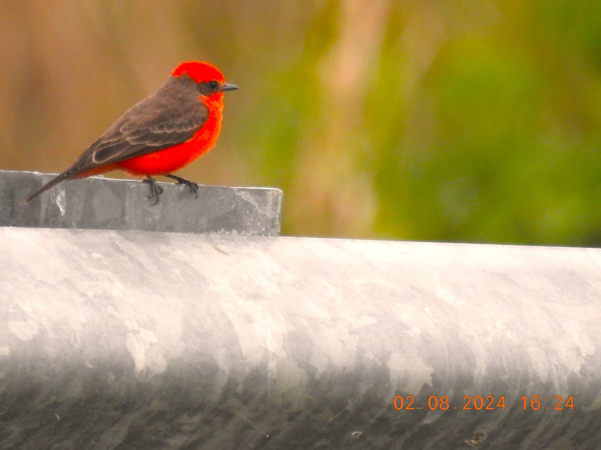 Vermilion Flycatcher - ML614583144