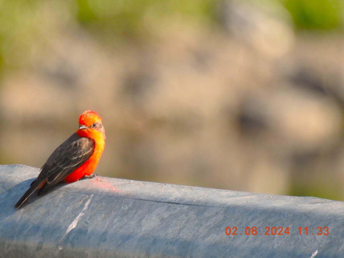 Vermilion Flycatcher - ML614583158