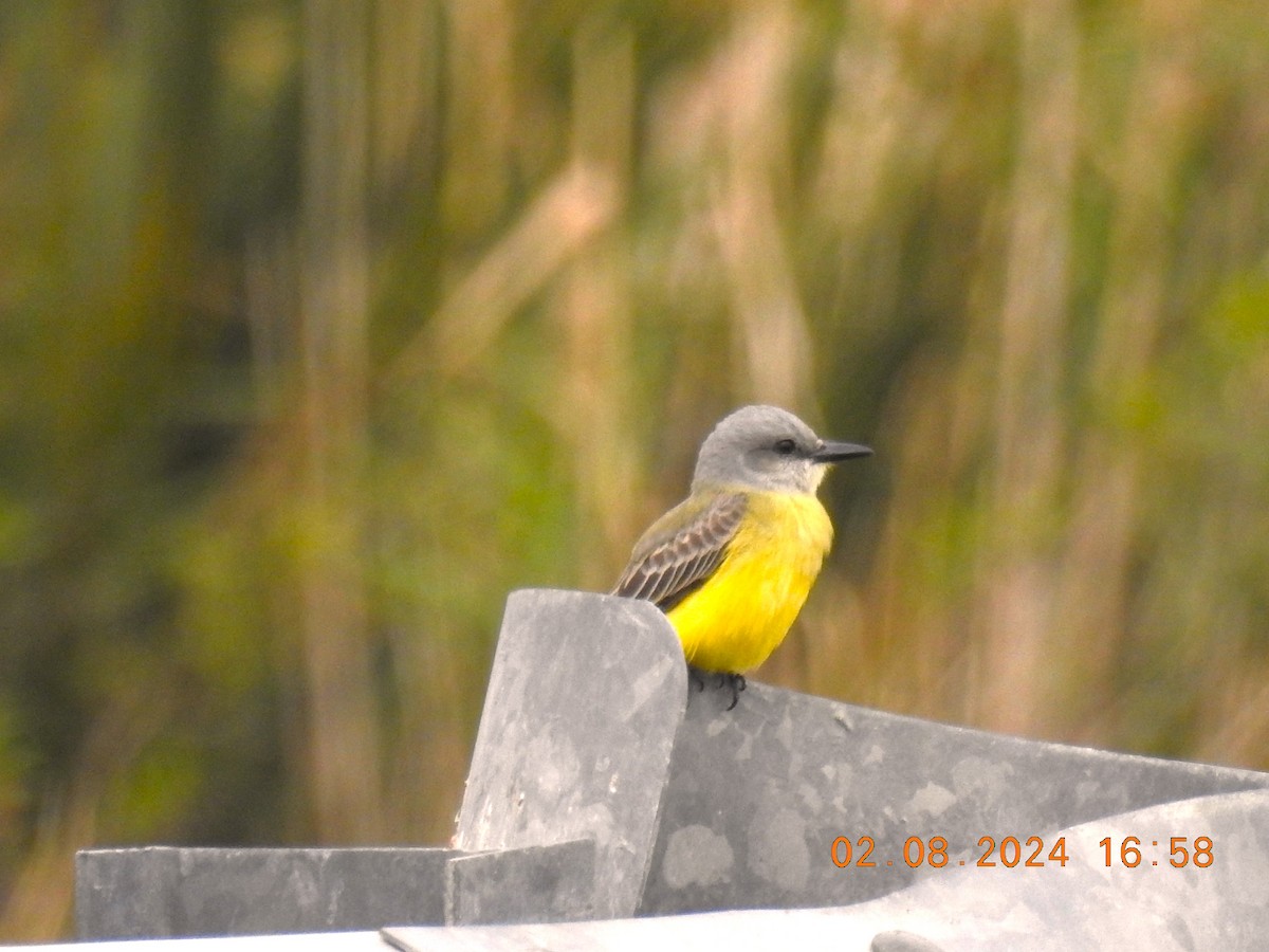 Tropical Kingbird - ML614583162